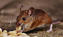 24 Hour & Emergency Exterminators in Monterey Pk, CA